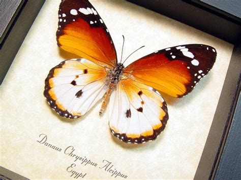 Real Framed Ancient Egyptian Butterfly African Monarch Plain Ancient