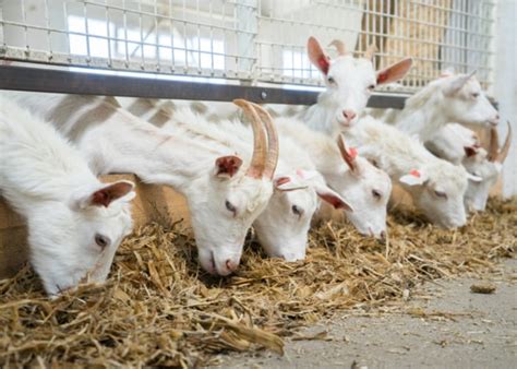 Raising Meat Goats 101 A Beginners Guide To Raising Goats For Meat