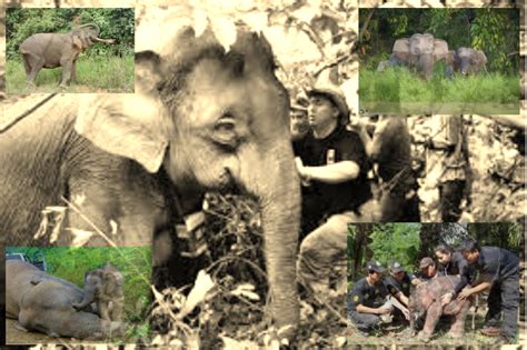About Save The Borneo Pygmy Elephant
