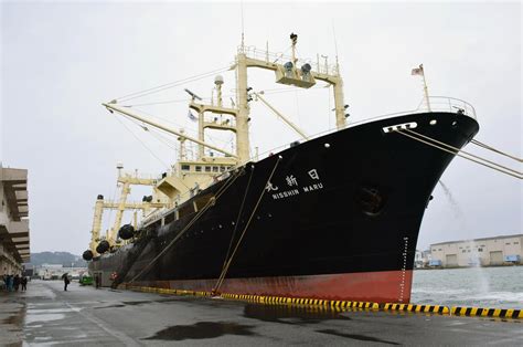 Japanese Fleet Returns From Antarctic Hunt With 333 Whales The
