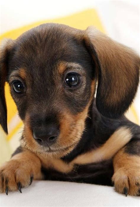 Custom pet clothes are more than just good fashion, they're also perfect for keeping your tiny (or not so tiny) friend warm. Dogs: The Woof Works - Facebook | Very cute dogs, Dachshund puppies, Dog breeds