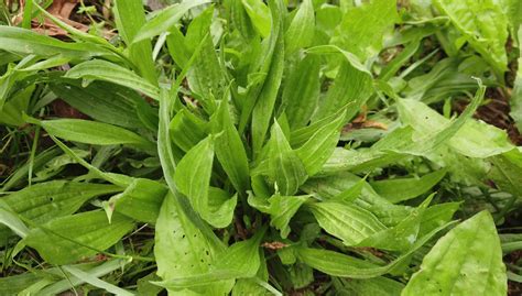 Plantain Weed Benefits And Uses
