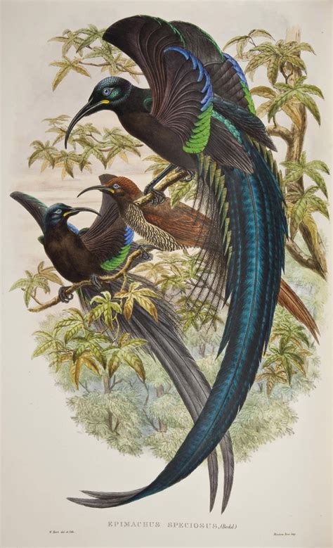Sharpe Richard Bowdler 1847 1909 Monograph Of The Paradiseidae Or
