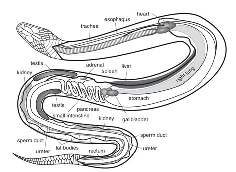 The Inside Workings Of A Snake Mp Reptiles Snake Digestive System