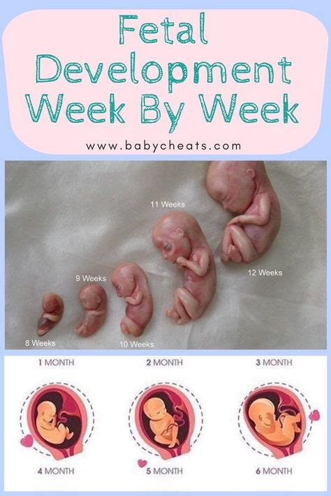 Fetal Development Week By Week 5montholdbabydevelopement