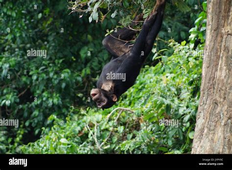 Chimpanzee Swinging Upside Down From A Tree Stock Photo Alamy