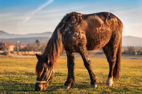 A Closer Look at Comorbidities in Horses - The Horse