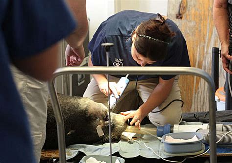 Wounded Sea Lion Gets Helpful Nose Surgery