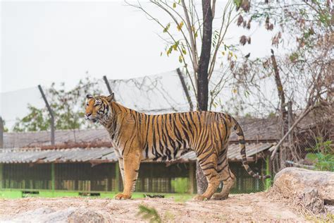 Portrait Of A Bengal Tiger Panthera Tigris Bengalensis Wildli Stock