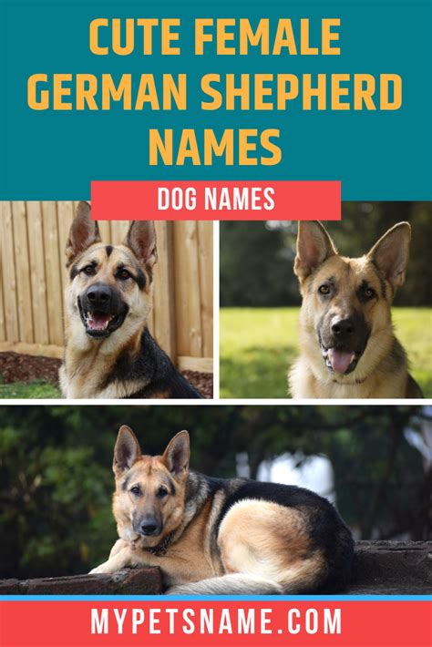 Cute Female German Shepherd Names German Shepherd Names Female