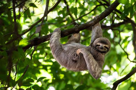 What Animals Live In The Tropical Rainforest Worldatlas