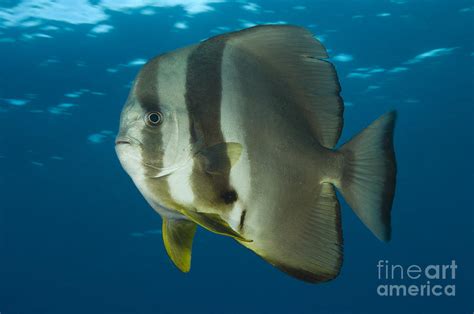 Longfin Spadefish Papua New Guinea Photograph By Steve Jones