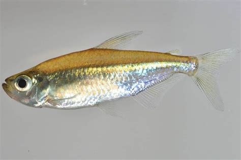 Den namen erhielt der kongosalmler aufgrund seiner herkunft, dem flussgebiet des kongos. Alestopetersius caudalis - Gelber Kongosalmler - my-fish ...