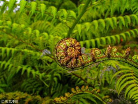 Iconic Plants Of New Zealand Cgtn