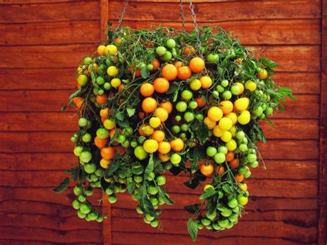 62 Best Gardening Hanging Around In Baskets Images On