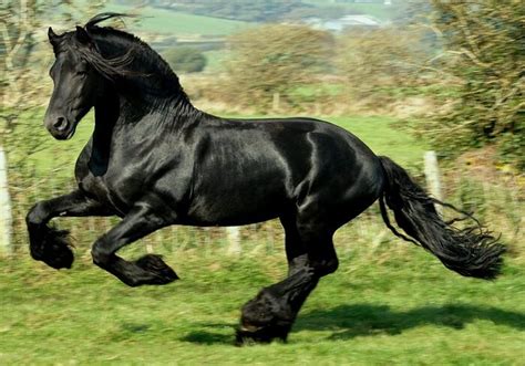 20 Of The Rarest And Most Beautiful Horse Breeds In The World