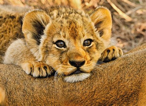 Baby Wild Animals In South Africa Via Volunteers 10 Handpicked