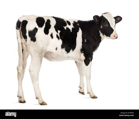 Veal Calf 8 Months Old In Front Of White Background Stock Photo Alamy