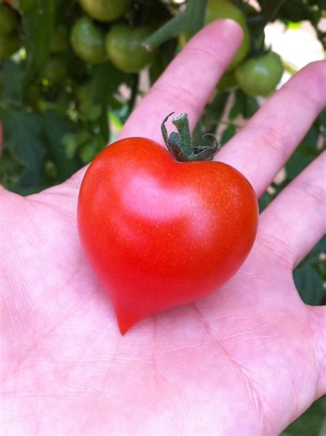 Lovely Heart Form Tomato Beautiful Heart I Love Heart Heart Food