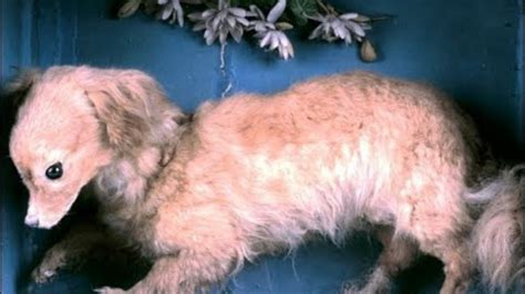 9 Extinct Dog Breeds Youve Never Seen Before Barking Out Loud
