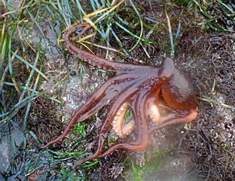 Opinioncommentary Save The Tree Octopus Commentary By