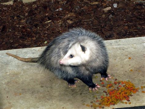 Maybe you would like to learn more about one of these? the cat food eating possum | Flickr - Photo Sharing!