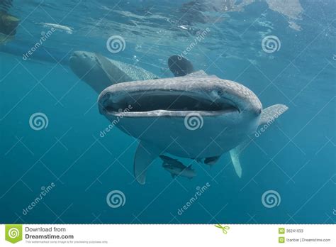 Whale Shark Close Up Underwater Portrait Stock Image