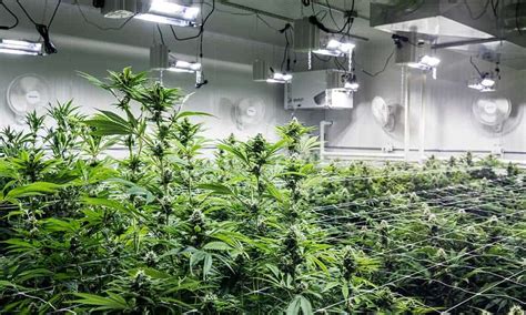 Your plants are always safe, you control their environment, and you can customize your crop as you. Best Grow Room Dehumidifier Reviews : Recently Updated ...
