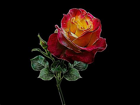 Rose Art Id 121554