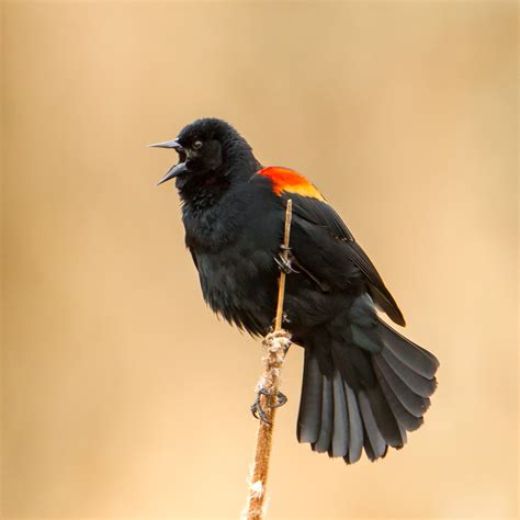 Red Winged Blackbird Eastside Audubon Society