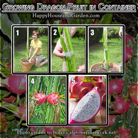 Nothing Found For Post 1065191 Growing Dragon Fruit In Container How