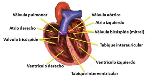 Partes Del Corazón Y Sus Funciones Con Imagen Saber Es Práctico