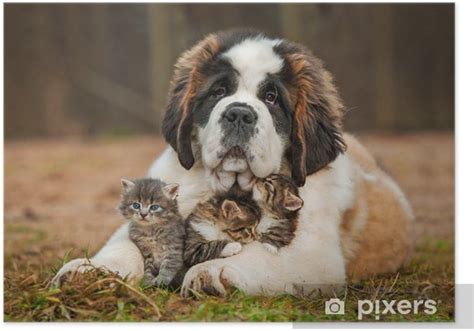 Saint bernard dog hd desktop wallpapers. Saint bernard puppy with three little kittens Poster • Pixers® • We live to change