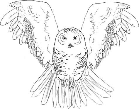 Dibujos de BÚHOS (Para Colorear y Pintar)