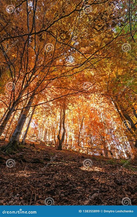 Autumn Beech Forest Mountains Autumn High In The Mountains Beeches