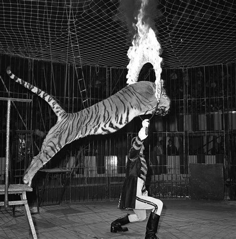 New California Law Bans Most Animals From Circuses Wate 6 On Your Side