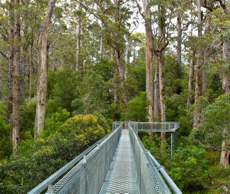 Tingle Tree Walk Bing Wallpaper Download