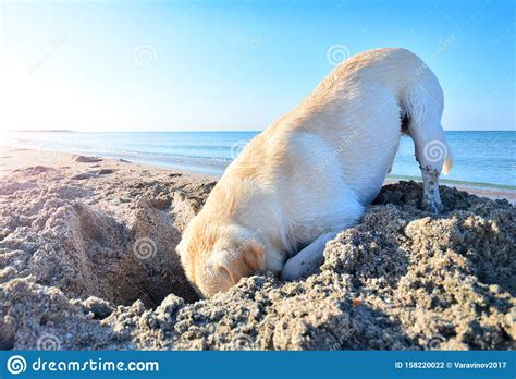 Labrador Stuck His Head In A Sand Stock Photo Image Of Sand