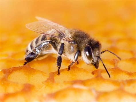 Why That Bee Sting Might Be Good For You Science Aaas