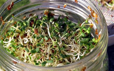 The Right Way To Eat Alfalfa Sprouts