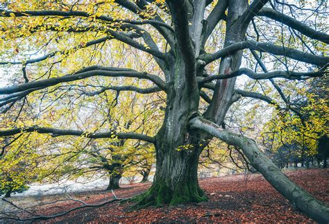 Forest Of The Giant Beech Trees On Behance