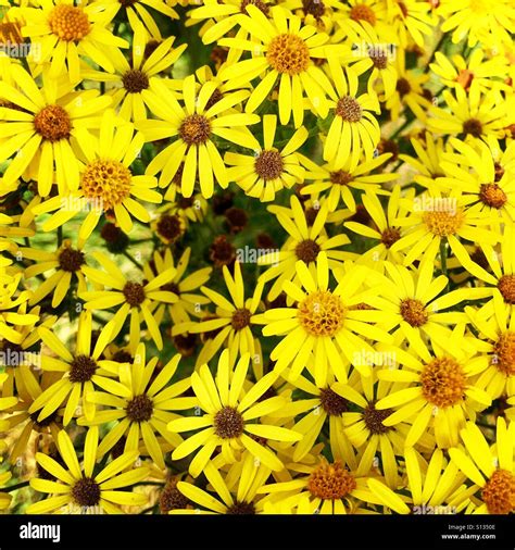 Close Up Of A Crop Of Wild Yellow Daisies Stock Photo Alamy