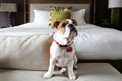 15 Hotels Where Resident Animals Are A Perk Fodors Travel Guide