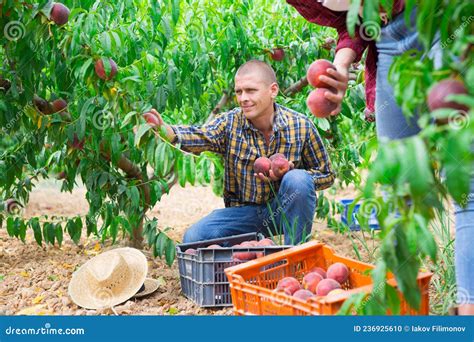 Positive Latino Farmer Harvesting Peaches In Fruit Garden Stock Photo