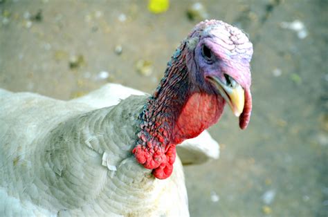 Turkish domains turkey is a eurasian country located near western asia and is bordered by eight other countries. Turkey Free Stock Photo - Public Domain Pictures