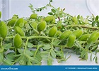 Close Up of Cicer Arietinum Green Gram Plant Stem Stock Photo - Image ...