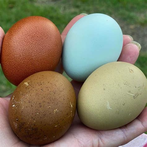 Top 8 Chickens That Lay Colored Eggs With Pictures