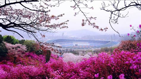 여기까지가 그동안 내가 알고 있었던 진달래, 철쭉에 대한 상식이었다. 부천원미산진달래축제 - YouTube