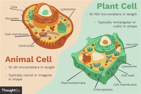 Plant cells can be larger than animal cells. Differences Between Plant and Animal Cells