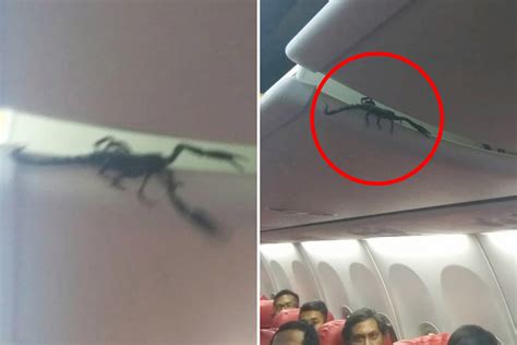 Terrifying Moment Plane Passengers Find A Live Scorpion In The Overhead